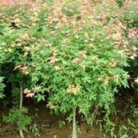 供應(yīng)五角楓