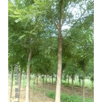 供應(yīng)8公分白蠟，10公分白蠟，12公分白蠟全部一級(jí)樹