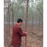 青峰苗木常年供應(yīng)竹柳、蜀儈、紫薇、櫻花