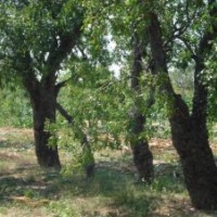 山東怪柳山東棗樹山東抗堿柳山東法桐