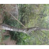 安慶龍山名樹(shù)園出售大規(guī)格榆樹(shù)