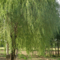 柳樹、木槿、雪松、玉蘭、櫻花