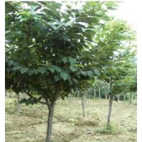 中國花木之鄉(xiāng)--嵊州,櫻花,紅楓,紅葉李,海棠,青楓,花桃