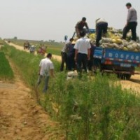 供應(yīng)100公分黑松苗木|黑松小苗(圖)