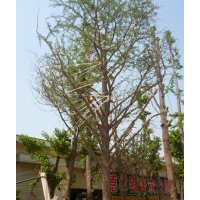 專業(yè)供應10-40公分銀杏樹