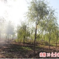 山東柳樹： 專供2-3-5-10-12-15-20公分山東柳樹