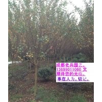 四川紅花紫薇 四川大紅紫薇