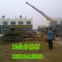 供應天津榆樹苗木種植基地12公分榆樹6000棵苗圃苗、隨時起苗