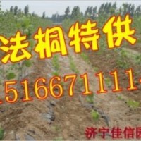 供法桐3公分-15公分速生法桐樹-速生法桐-法桐小苗-