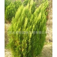 供應(yīng)1米側(cè)柏