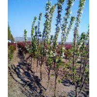 北美海棠，西府海棠，日本櫻花