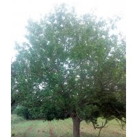 22公分八棱海棠樹