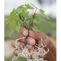 急出售紅楓容器苗20萬棵