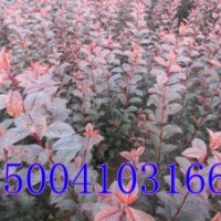 密枝紅葉李子苗|農(nóng)戶直銷紅葉李子苗