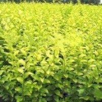 金葉女貞|陜西營(yíng)養(yǎng)缽金葉女貞空前熱銷|歡迎洽談