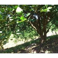 出售香櫞五角楓八角回香樹大樹