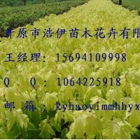 紫葉稠李 五角楓 密枝紅葉李 小苗