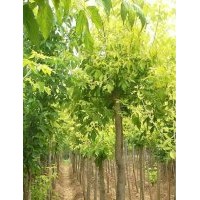 供應金葉復葉槭7-8、金葉白蠟6、紅寶石海棠5