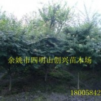 大量供應(yīng)各種規(guī)格的雞爪槭