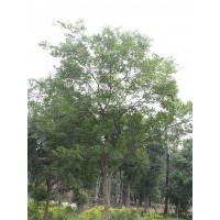 供應樸樹 成都樸樹價格