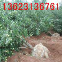 河北八棱海棠樹，秋冬季供應