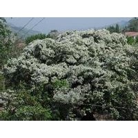 山西兄弟苗圃流蘇樹