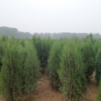 供應(yīng)北京檜柏廠(chǎng)家直銷(xiāo)