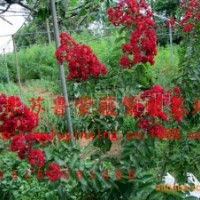 2013紅火箭紫薇|美國(guó)紅火箭紫薇扦插小苗“紅葉紫薇|帶營(yíng)養(yǎng)土包成