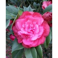 山茶花批發(fā)市場