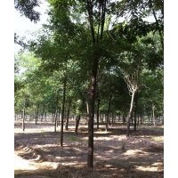 供應(yīng)法桐
