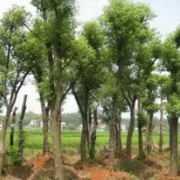 綠化工程香樟樹和香樟樹價格和香樟