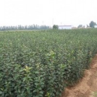 八棱海棠樹(shù)苗