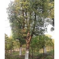 長期供應(yīng)光桿香樟，截桿幾年香樟，骨架香樟