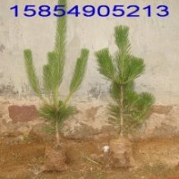 供應山東黒松苗 60公分黒松苗