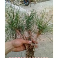 出售30公分油松樹苗，1到10年油松樹苗，營(yíng)養(yǎng)杯油松苗