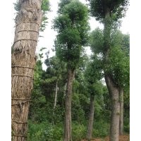 20公分30公分40公分香樟樹價格