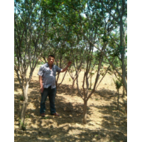 西安 紅葉李 櫻花 樸樹 紫薇 石榴 碧桃 茶條槭