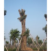 供應(yīng)Ф120cm四川黃葛樹大樹，黃葛樹大樹價(jià)格