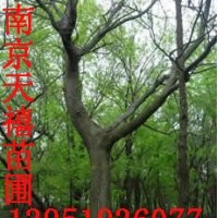 ★南京苗圃雪松廣白玉蘭女貞榔榆石楠蜀檜絲棉木樸樹等