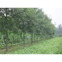 常年供應(yīng)：白蠟，國槐，柳樹，榆樹