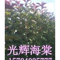 光輝海棠、光輝海棠苗