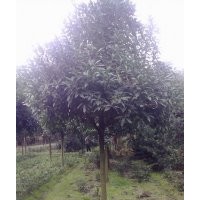 成都桂花價格 成都桂花報價 桂花品種 桂花規(guī)格