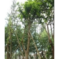 成都樸樹(shù)價(jià)格 成都樸樹(shù)報(bào)價(jià) 樸樹(shù)品種 樸樹(shù)規(guī)格