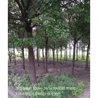 供應(yīng)20公分香樟樹（帶樹冠）約20顆