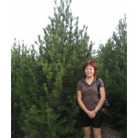 大量供應白皮松，華山松，油松，側柏苗