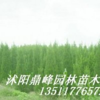 供應(yīng)紅葉石楠，龍柏、鋪地柏，蜀檜，紅瑞木、紅王子錦帶