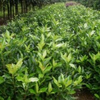 供應(yīng)：法國冬青，龍柏，夾竹桃，羅漢松，廣玉蘭，紅葉李，欒樹