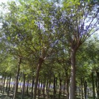 １０７|毛白楊|速生白蠟|柳樹(shù)|國(guó)槐