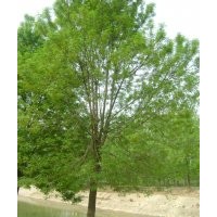 山東大白蠟 山東金葉榆樹 金枝國槐