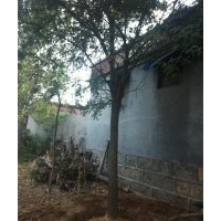 供應(yīng)15公分的白蠟96棵，一次性處理，價(jià)格便宜